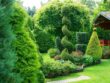 Озеленение сада декоративными зелеными кустарниками