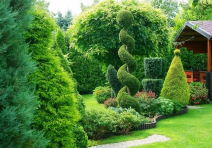 Озеленение сада декоративными зелеными кустарниками