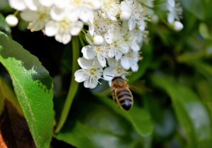 Разработка сада с цветущими растениями благоприятными для пчел и других опылителей