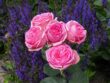 Растения-компаньоны для улучшения роста и красоты друг друга, например, розы и лаванда