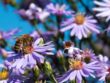 Сад с медоносными растениями для привлечения пчел и других полезных насекомых