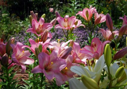 Сад с привлекающими цветками лилий
