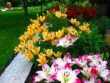 Создание цветочной грядки с разными видами лилий